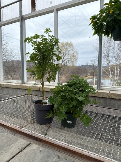Citronella
