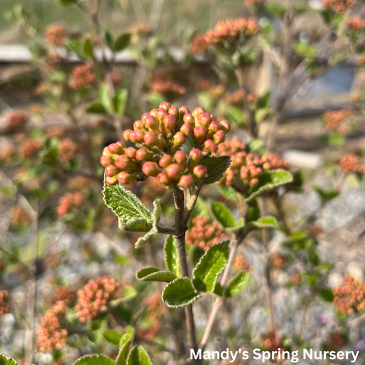 Sugar n' Spice® Korean Viburnum | Viburnum carlesii