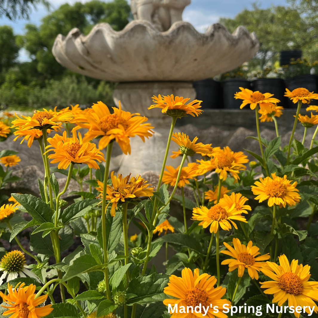 'Tuscan Sun' False Sunflower | Heliopsis helianthoides