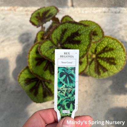 Painted Leaf Begonia | Begonia rex-cultorum