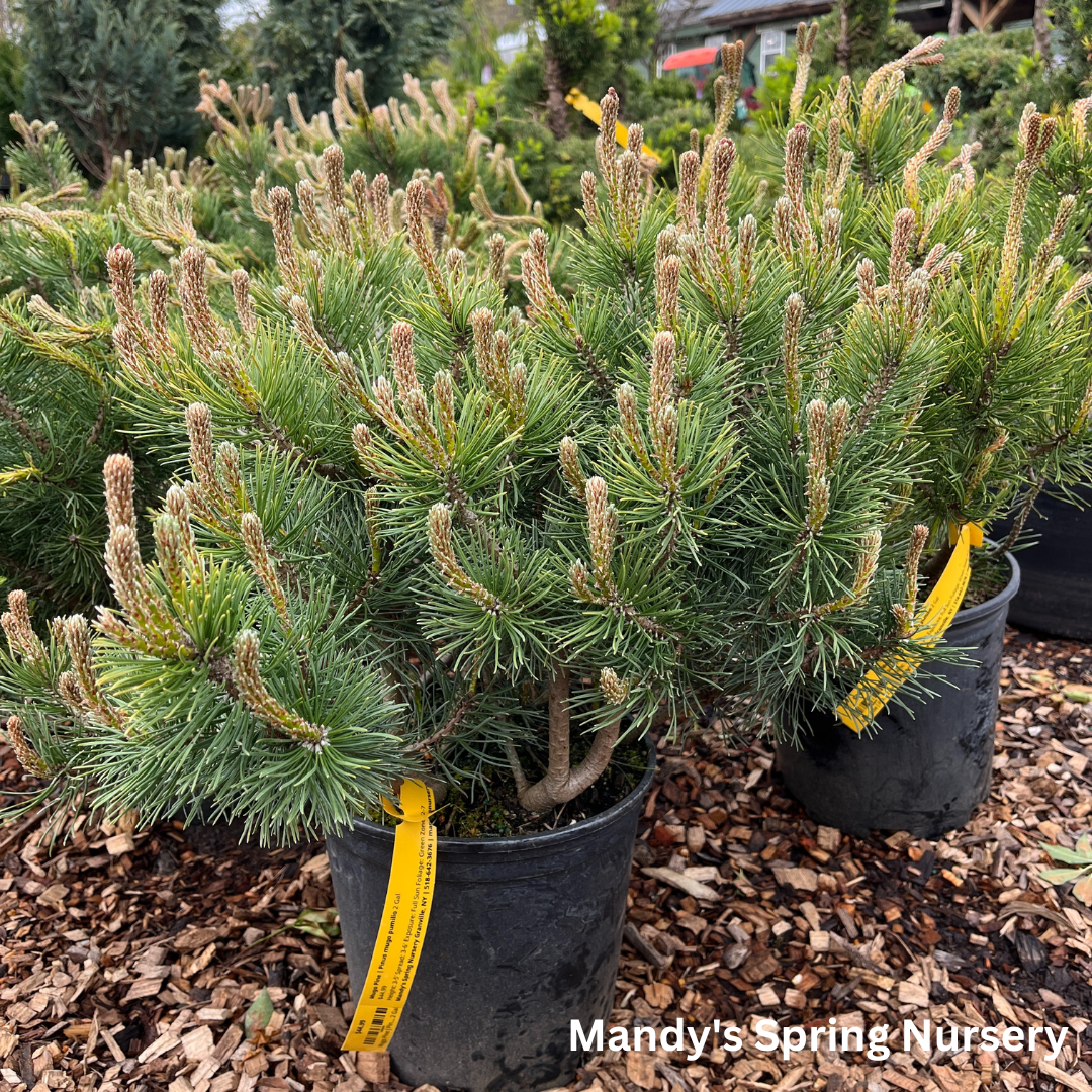 Mugo Pine | Pinus mugo var. pumilio
