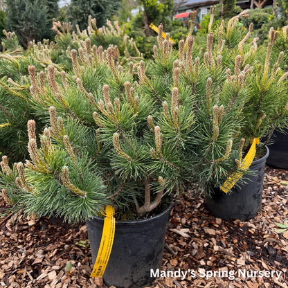 Mugo Pine | Pinus mugo var. pumilio