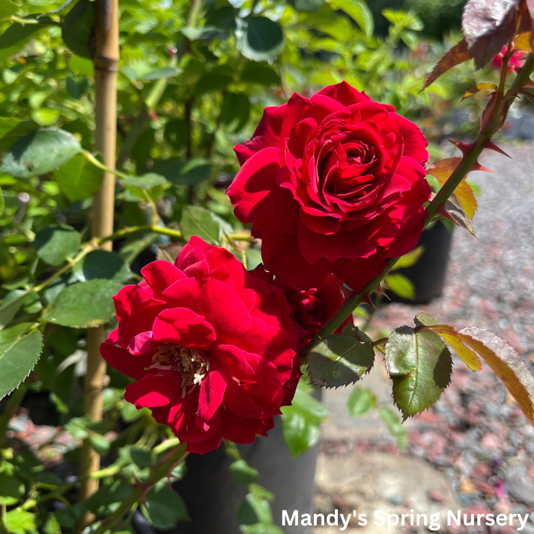 Ramblin' Red Rose Climbing Rose | Rosa – Mandy Spring Farm Nursery, Inc.