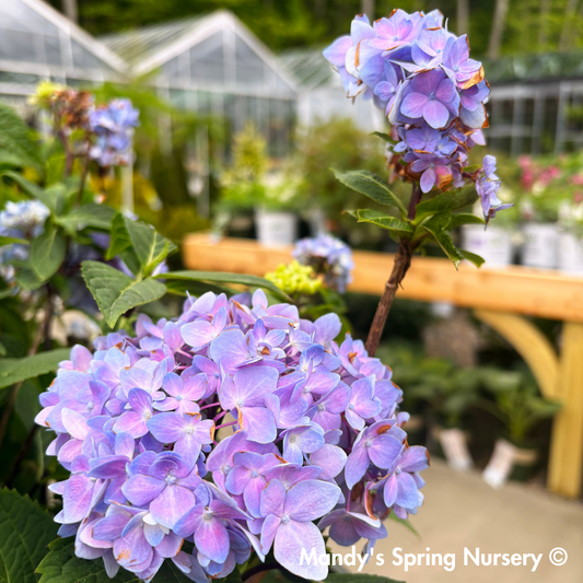 'Blue Enchantress®' Hydrangea | Hydrangea macrophylla