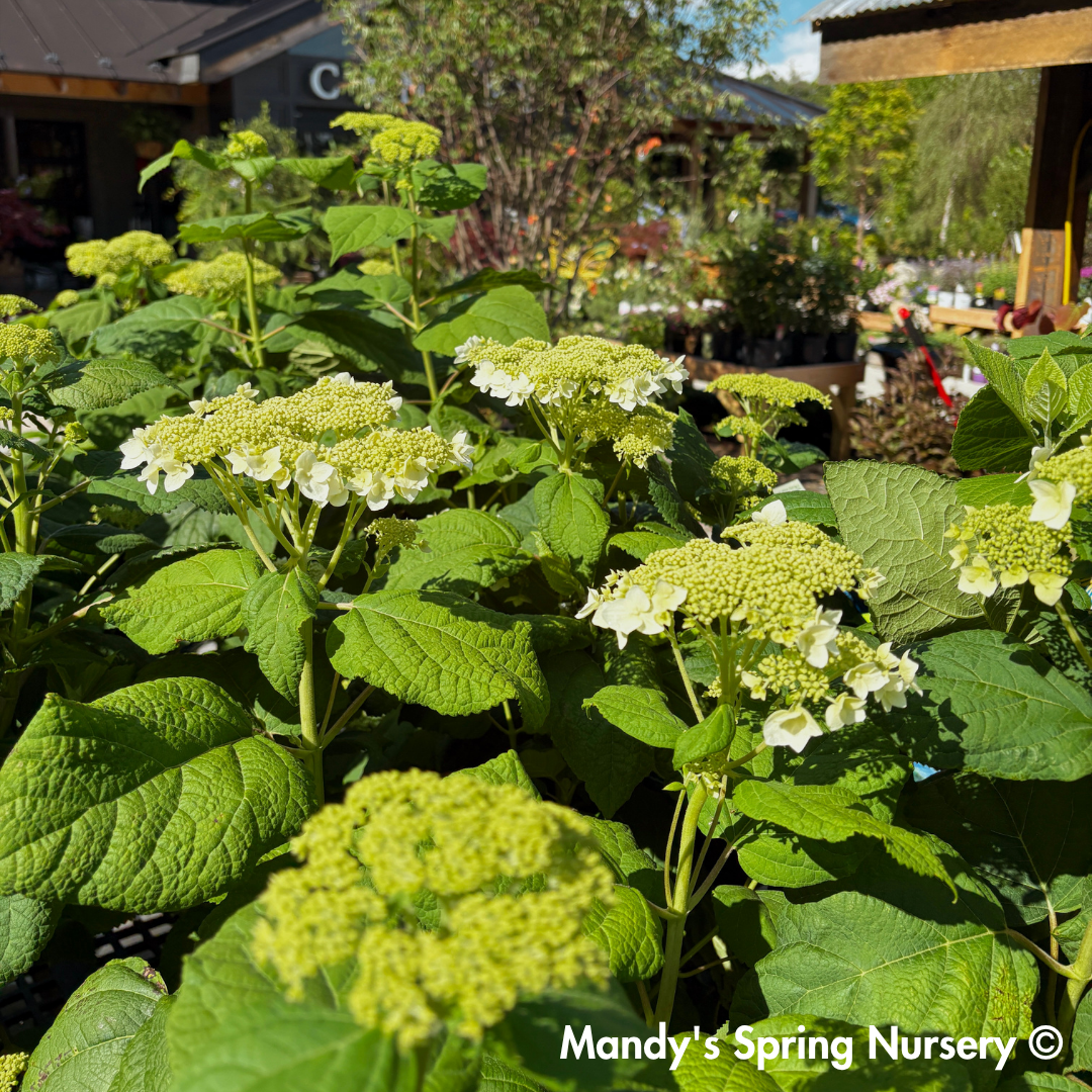 'Haas Halo' Hydrangea | Hydrangea Arborescens