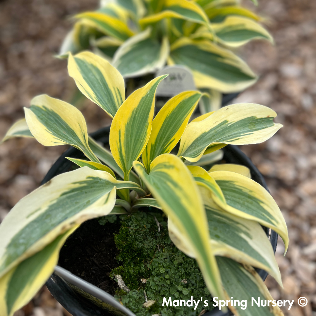 Autumn Frost Hosta | Hosta 'Autumn Frost'