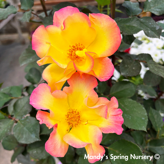 Sunset Horizon Floribunda Rose Tree-Form | Rosa