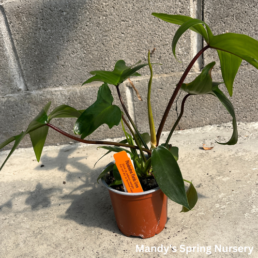 Florida Green Philodendron | Philodendron squamiferum x pedatum