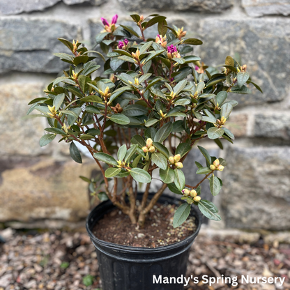 PJM Elite' Rhododendron | Rhododendron
