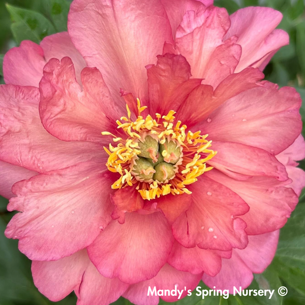 Julia Rose Itoh Peony | Paeonia – Mandy Spring Farm Nursery, Inc.