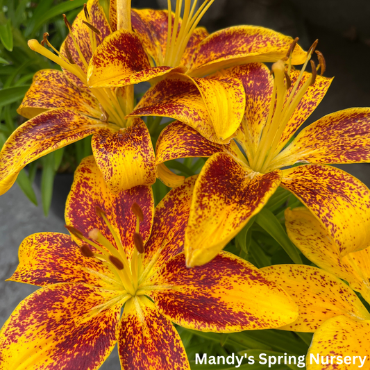 Tiny Nugget Hardy Lily | Lilium Asiatic