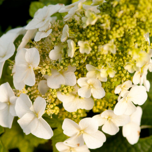 Jetstream Hydrangea | Hydrangea quercifolia