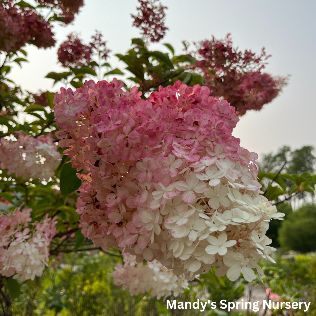 Vanilla Strawberry Hydrangea Tree | Hydrangea paniculata 'Renhy'