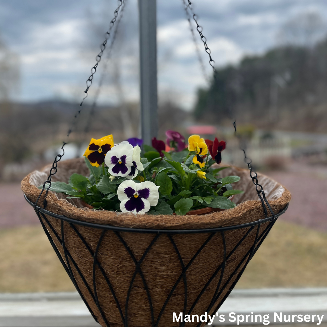 Austram Coco Coir Hanging Planter