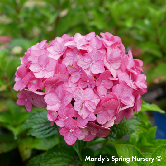 Summer Crush Reblooming Bigleaf Endless Summer® Hydrangea | Hydrangea macrophylla