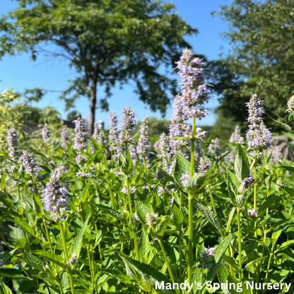'Blue Fortune' Anise Hyssop | Agastache