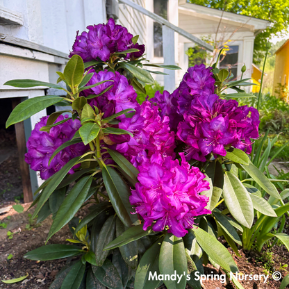 'Purple Passion' Rhododendron | Rhododendron 'Purple Passion'