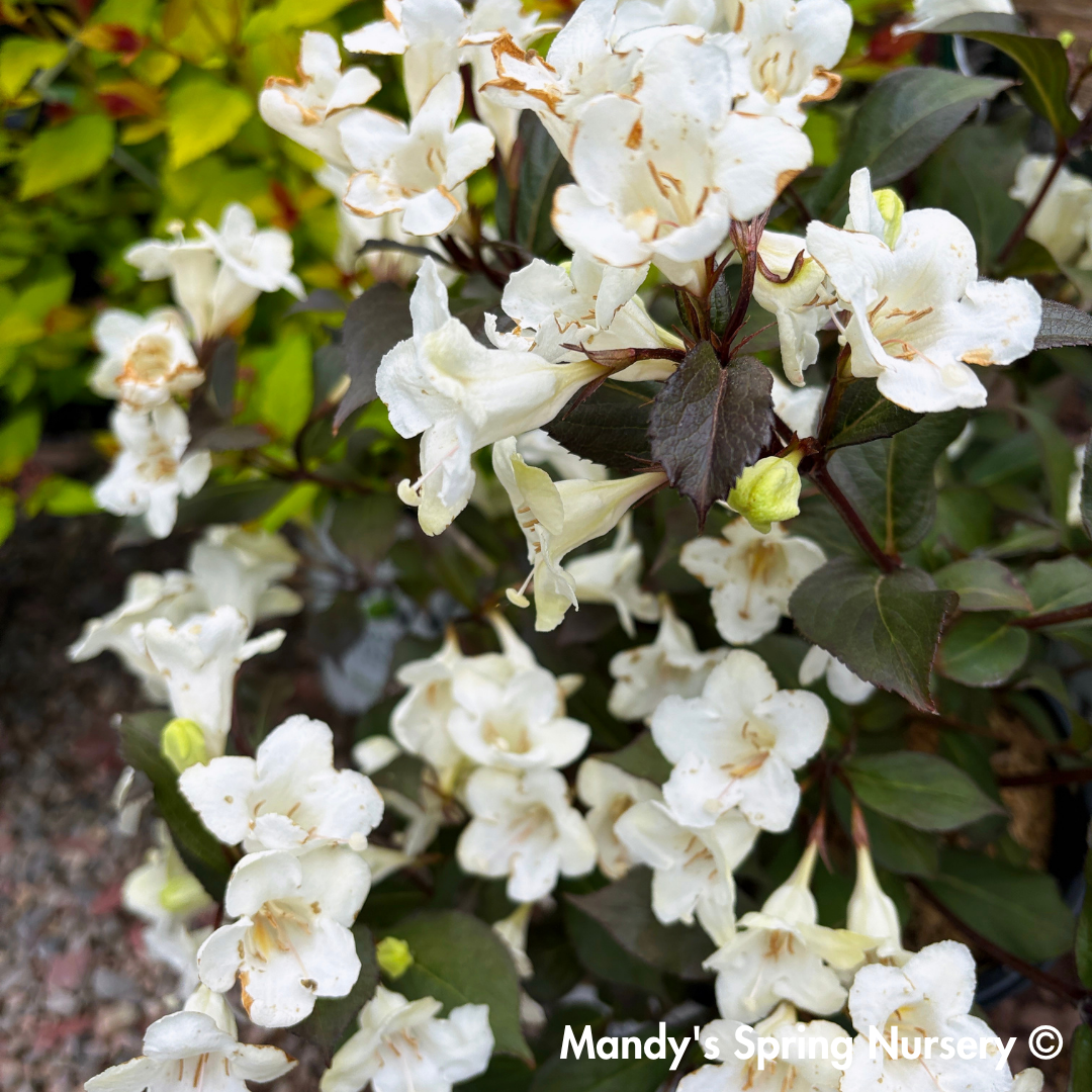 'Wine & Spirits' Weigela