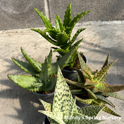 Aloe Vera | Aloe barbadensis miller