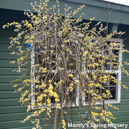 Weeping Pussy Willow | Salix caprea 'Pendula'