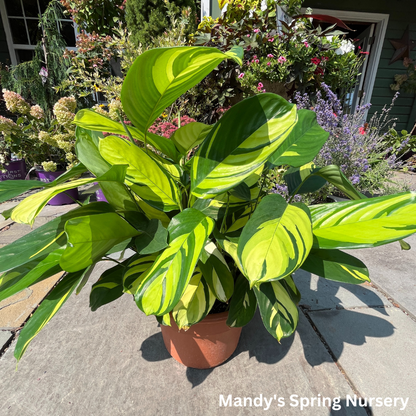 golden mosaic prayer plant Ctenanthe Pilosa Golden Mosaic – Mandy Spring Farm Nursery, Inc