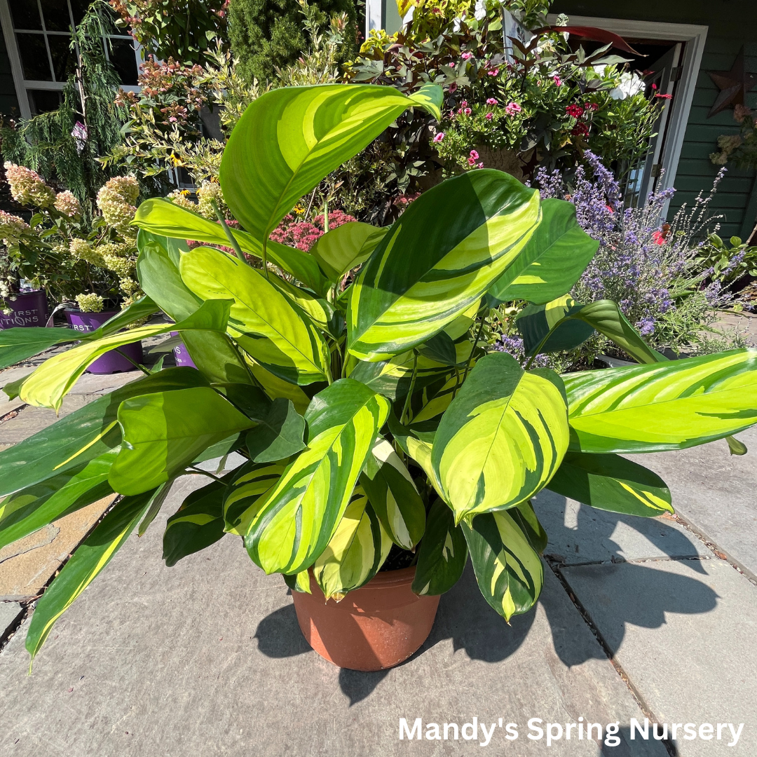 Ctenanthe Pilosa Golden Mosaic