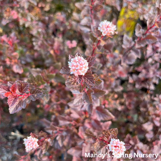 Spicy Devil® Ninebark | Physocarpus opulifolius