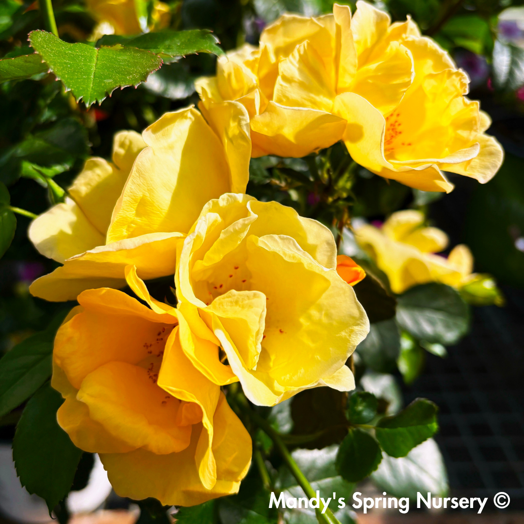 Easy Bee-zy Knock Out Rose Tree-Form | Rosa