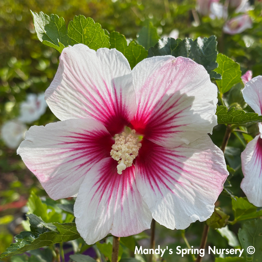 Paraplu Pink Ink® Rose of Sharon | Hibiscus syriacus