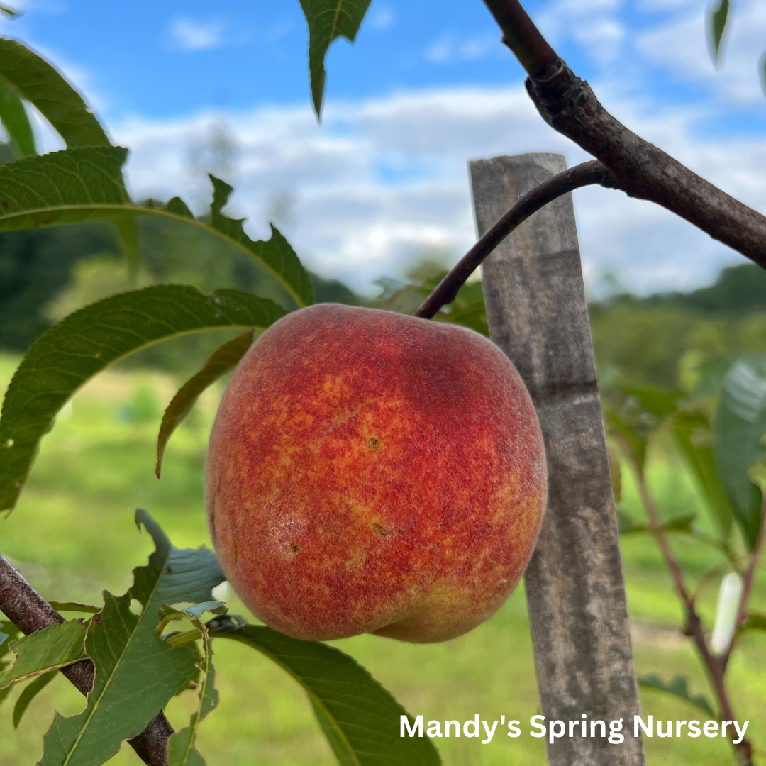 Contender Yellow Peach | Prunus persica 'Contender'