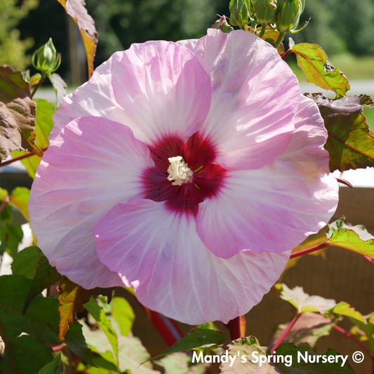 'Spinderella' Hibiscus