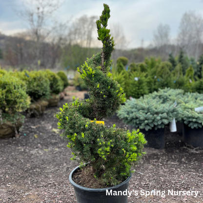 Dwarf Alberta Spruce | Picea glauca 'Conica'