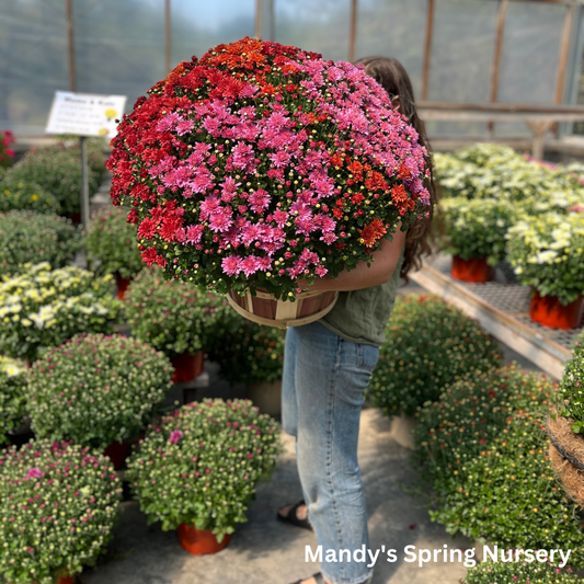 Mums & Kale Fall Assorted