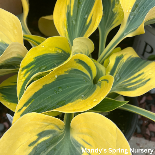 Autumn Frost Hosta