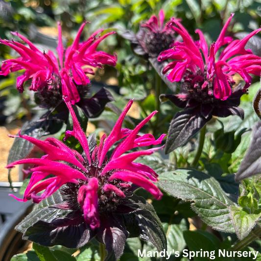 Leading Lady Razzberry Bee Balm | Monarda