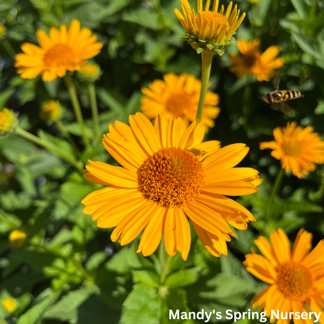 'Tuscan Sun' False Sunflower | Heliopsis helianthoides