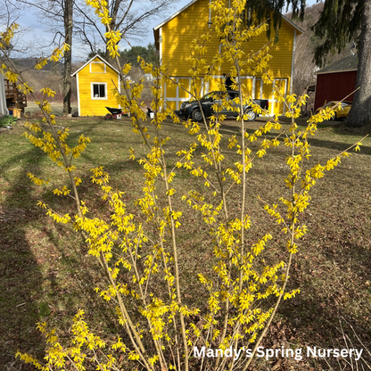 Northern Gold Forsythia