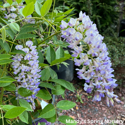 Summer Cascade Wisteria | Wisteria macrostachya 'Betty Matthews'