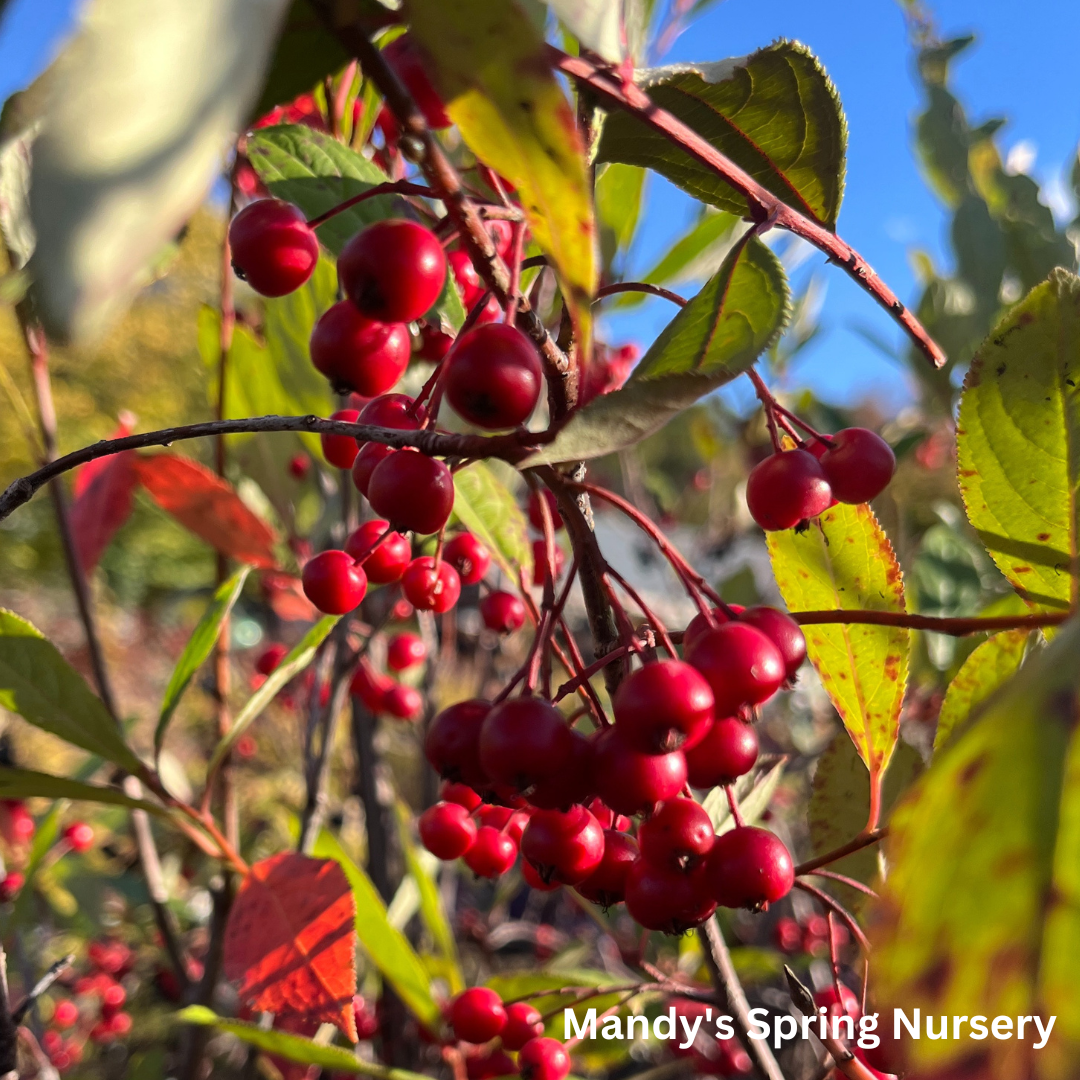 Brilliant Red Chokeberry | Aronia arbutifolia