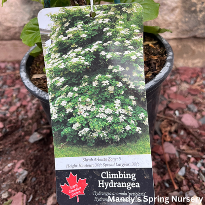 Climbing Hydrangea | Hydrangea anomala subsp. petiolaris