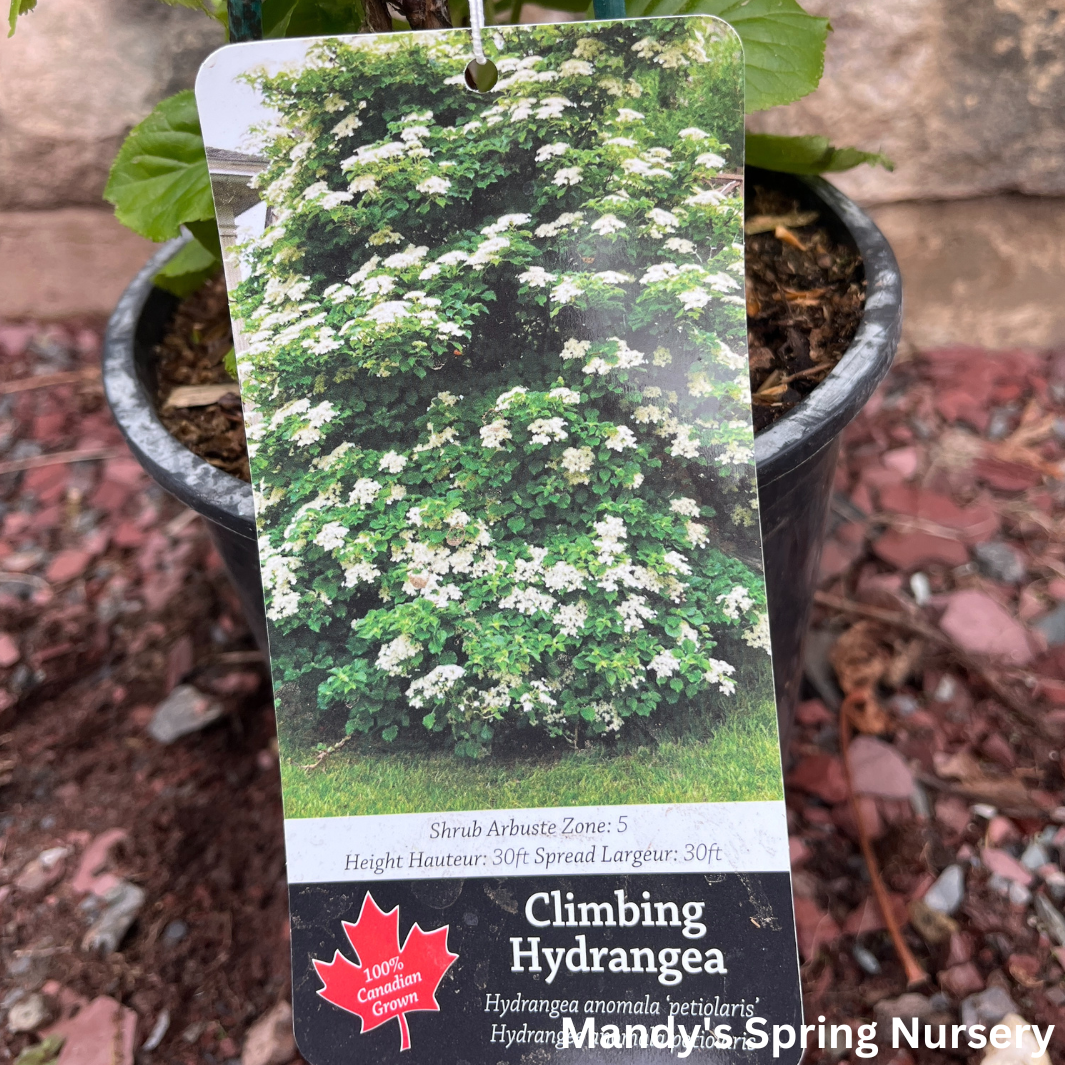 Climbing Hydrangea | Hydrangea anomala subsp. petiolaris