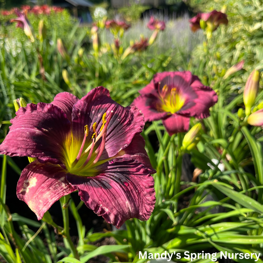 'Kansas Kitten' Reblooming Daylily | Hemerocallis 'Kansas Kitten'