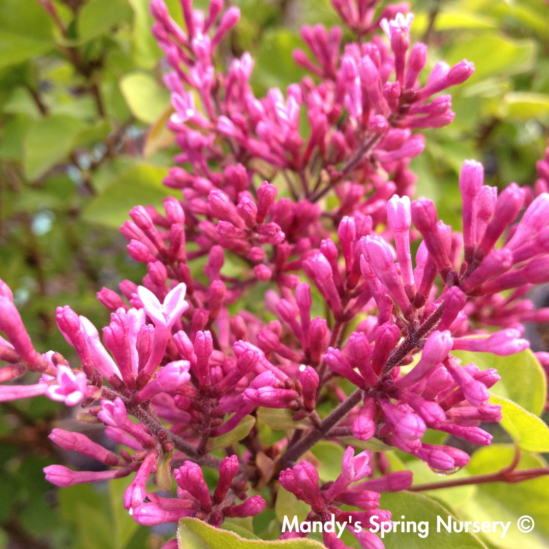 James Macfarlane Lilac | Syringa x prestoniae – Mandy Spring Farm