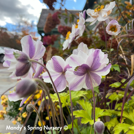 'Elfin Swan' Anemone | Anemone Sylvestris