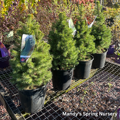 Dwarf Alberta Spruce | Picea glauca 'Conica'