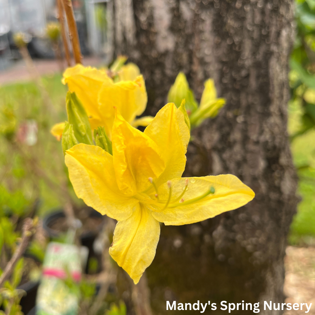 'Lemon Lights' Azalea