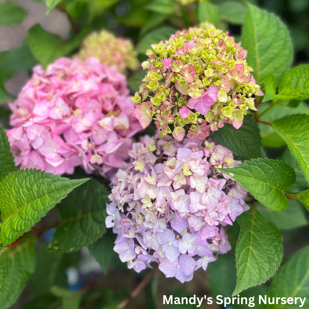 BloomStruck Bigleaf Hydrangea | Hydrangea macrophylla