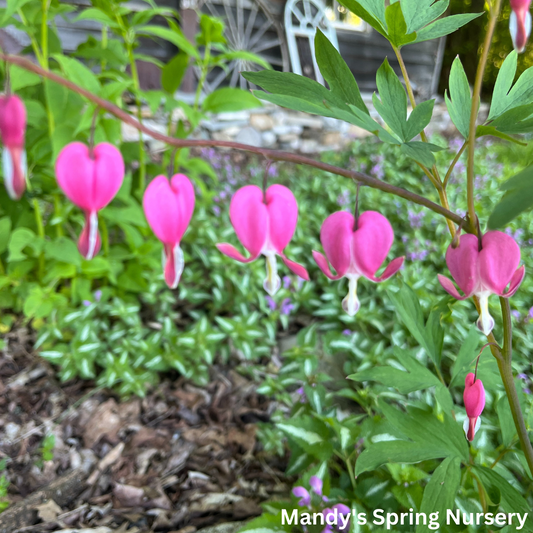 Bleeding Heart | Dicentra spectabilis