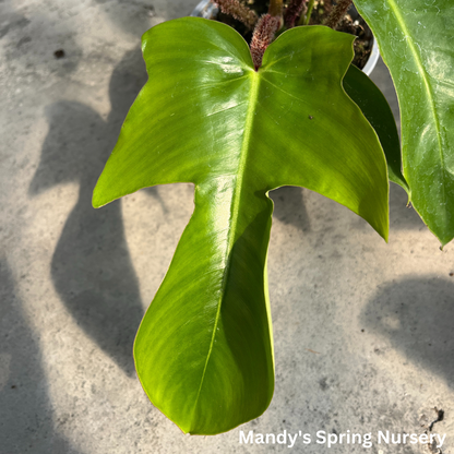 Hairy Philodendron | Philodendron squamiferum