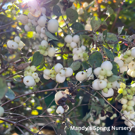 White Snowberry | Symphoricarpos albus